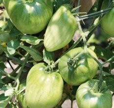 L’Anses fête sa 1ère année et présente son programme de travail 2011