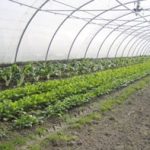 Un accès au bio pour la restauration collective essonnienne avec le Pôle Abiosol