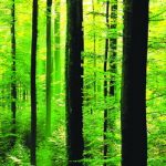 CCTP « mode d’emploi » : La Forêt