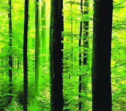 CCTP « mode d’emploi » : La Forêt