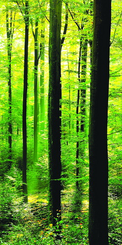CCTP « mode d’emploi » : La Forêt