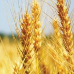CCTP « mode d’emploi » : Les pâtisseries de conservation