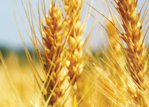 CCTP « mode d’emploi » : Les pâtisseries de conservation