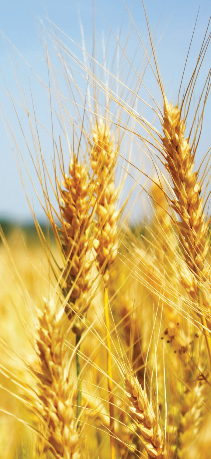 CCTP « mode d’emploi » : Les pâtisseries de conservation