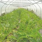 Une légumerie bio 100 % durable pour Lons-le-Saunier en 2014