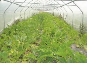 Une légumerie bio 100 % durable pour Lons-le-Saunier en 2014