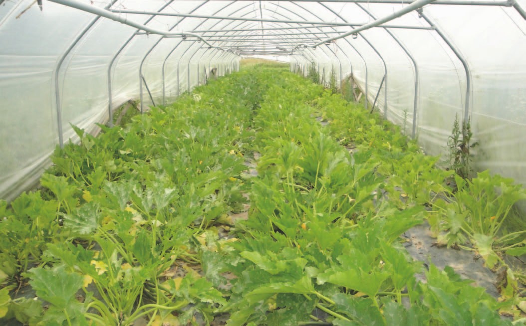 Une légumerie bio 100 % durable pour Lons-le-Saunier en 2014