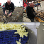 Circuits courts à Loon-Plage : après la viande, la pomme de terre