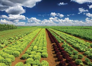 Des circuits courts pour une restauration de qualité