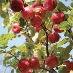 Valorisation des fruits et légumes frais en circuit court avec TerreAzur
