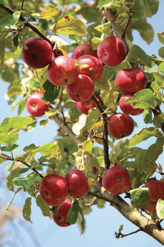 Valorisation des fruits et légumes frais en circuit court avec TerreAzur