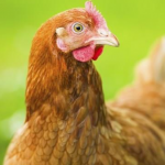 Sodexo : 100% d’oeufs de poules d’élevages alternatifs à la cage d’ici 2025
