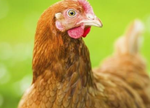 Sodexo : 100% d’oeufs de poules d’élevages alternatifs à la cage d’ici 2025