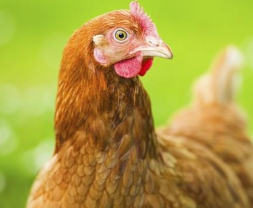 Sodexo : 100% d’oeufs de poules d’élevages alternatifs à la cage d’ici 2025