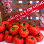 Tomate de plein champ, une reconquête francilienne réussie avec TerreAzur