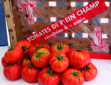 Tomate de plein champ, une reconquête francilienne réussie avec TerreAzur