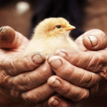 Gastronome Professionnels s’engage pour des pratiques responsables