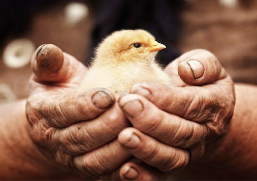 Gastronome Professionnels s’engage pour des pratiques responsables