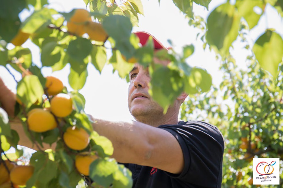 Elior partenaire de l’AOP Pêches et Abricots de France