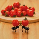 Participez au concours Photo & Cuisine sur les thèmes TOMATE et ANIMAUX