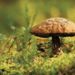 Participez au concours Photo & Cuisine sur les thèmes TOQUÉ ! et FORÊT