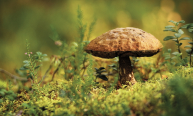 Participez au concours Photo & Cuisine sur les thèmes TOQUÉ ! et FORÊT