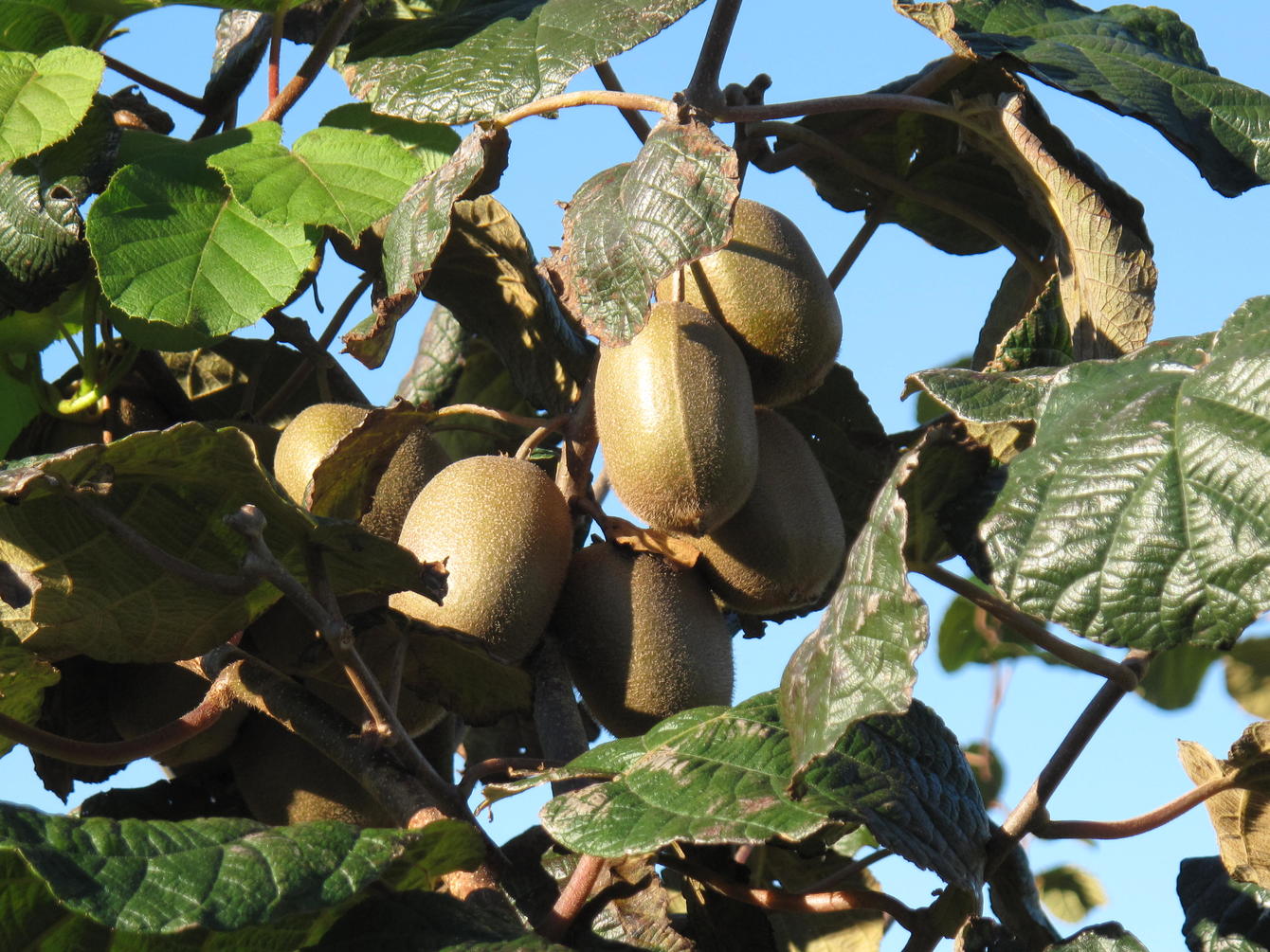 Les Kiwis de l’Adour à nouveau plébiscités par Elior