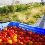 Arpège se lance dans le circuit « ultra court » avec un 1er potager sur le toit de Nestlé France