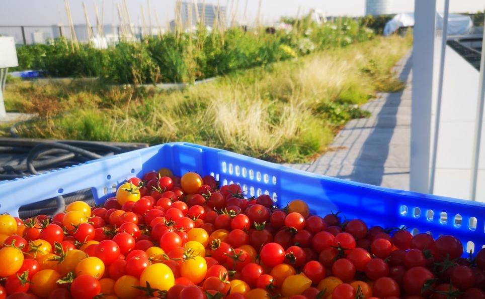 Arpège se lance dans le circuit « ultra court » avec un 1er potager sur le toit de Nestlé France