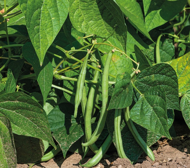 Le haricot, légume vert par excellence