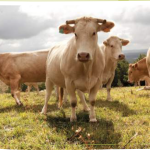 Interbev publie son Observatoire des viandes bio 2022