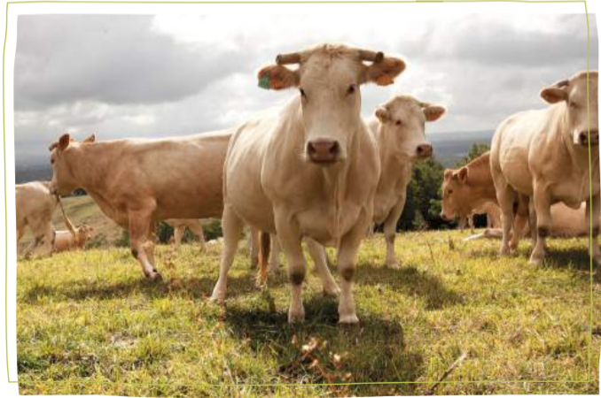 Interbev publie son Observatoire des viandes bio 2022