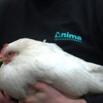 Anima dévoile un rapport sur l’arrêt des oeufs de poules élevées en cage