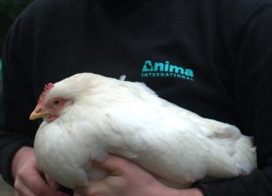 Anima dévoile un rapport sur l’arrêt des oeufs de poules élevées en cage