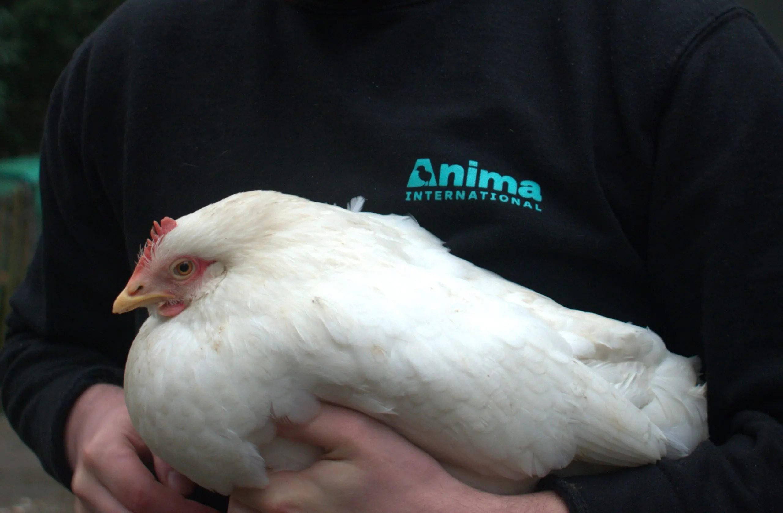 Anima dévoile un rapport sur l’arrêt des oeufs de poules élevées en cage
