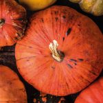 La courge par Christian Ambard