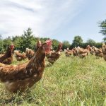 Chez Sodexo, une stratégie achats au service de la souveraineté alimentaire