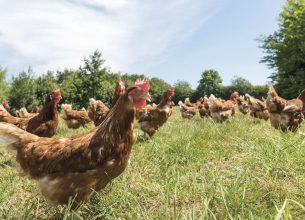 Chez Sodexo, une stratégie achats au service de la souveraineté alimentaire