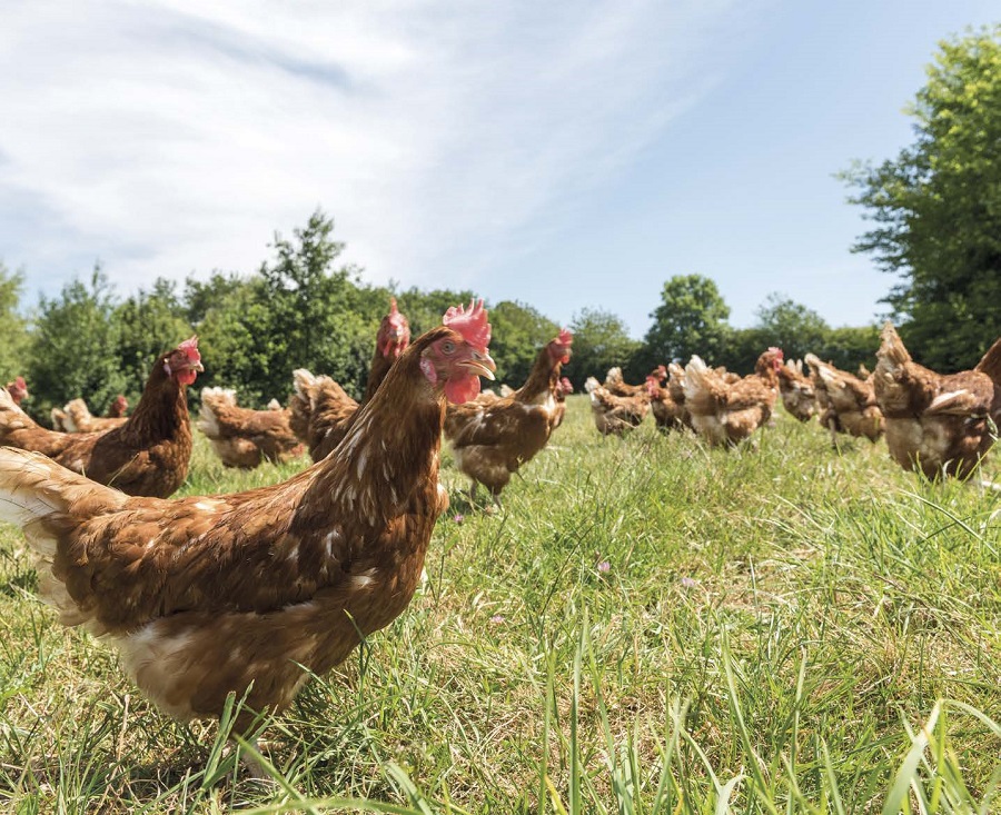 Chez Sodexo, une stratégie achats au service de la souveraineté alimentaire