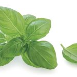 Le basilic, l’aromate qui rassemble petits et grands