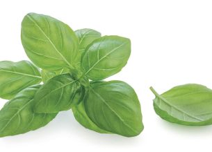 Le basilic, l’aromate qui rassemble petits et grands