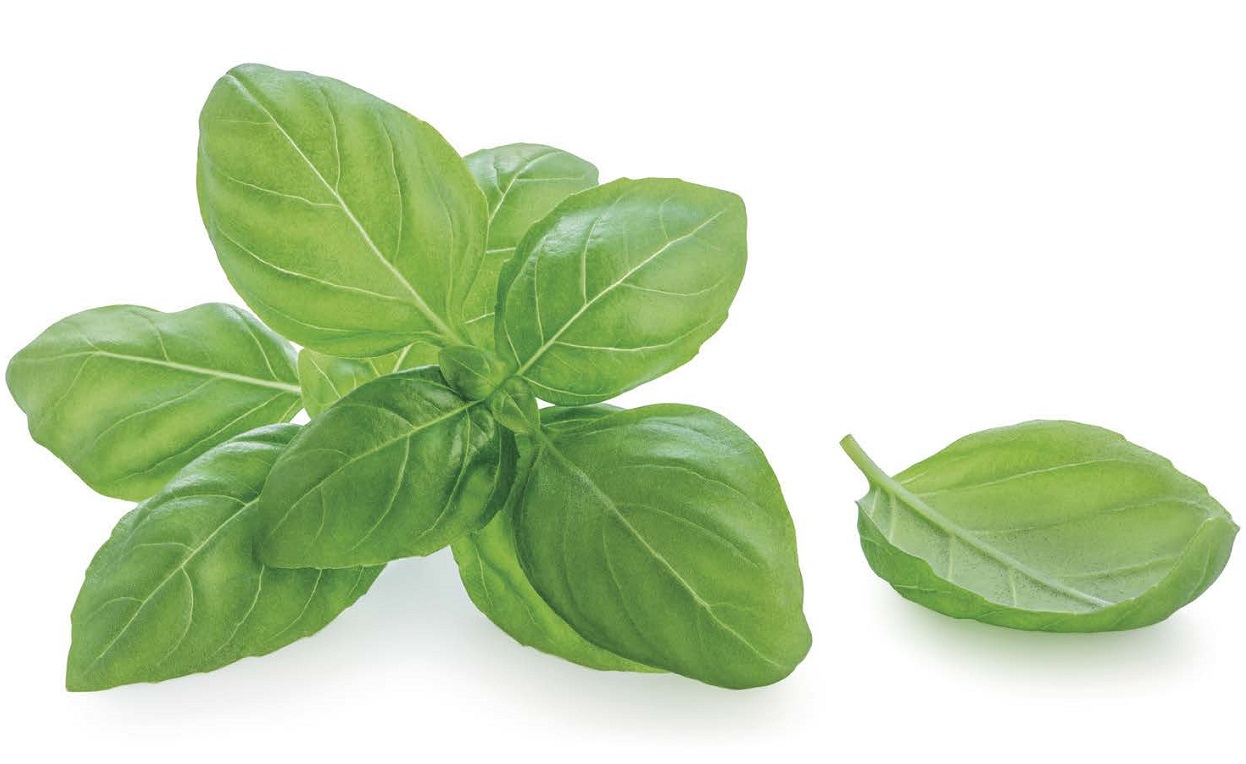 Le basilic, l’aromate qui rassemble petits et grands