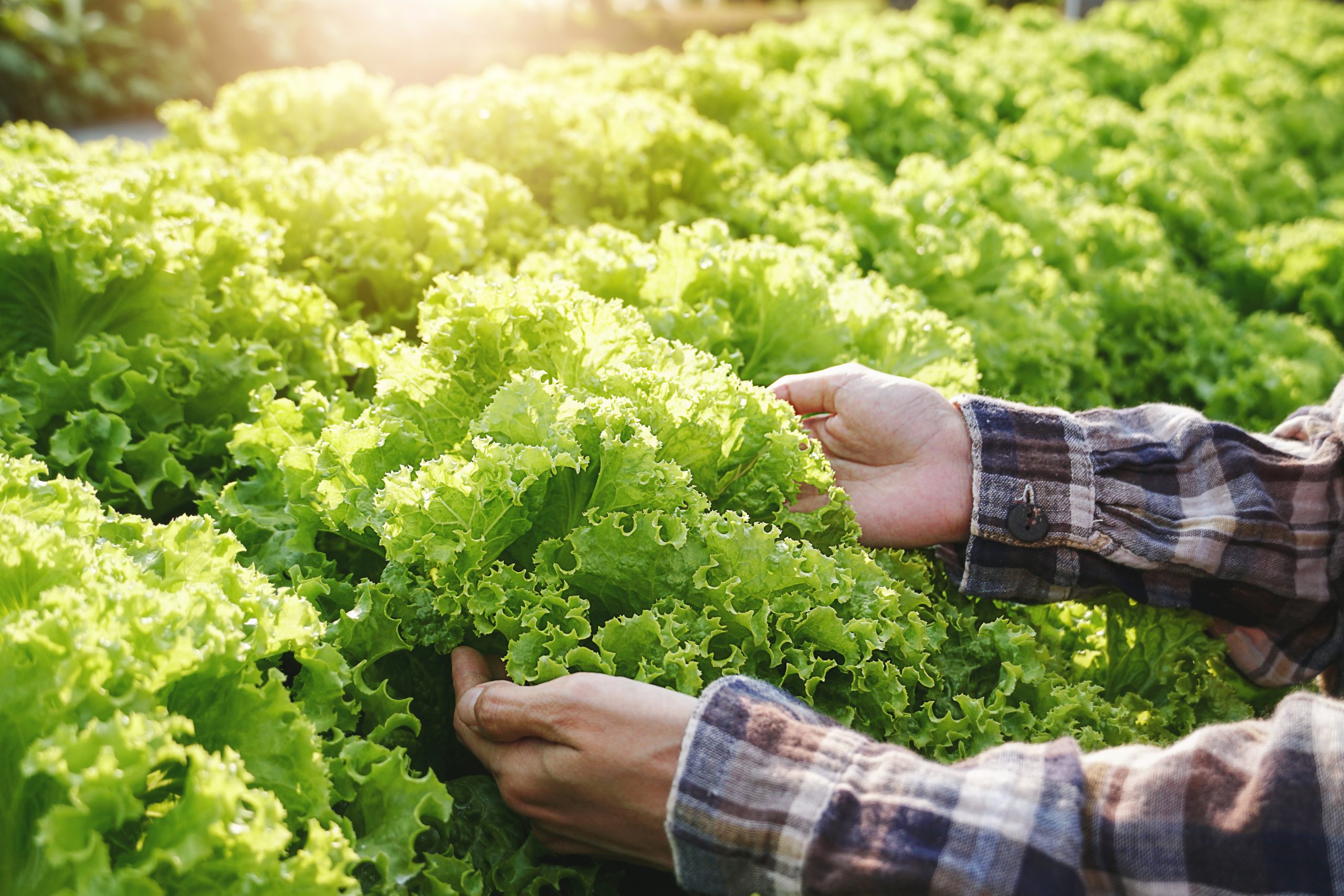 Salon Restau’Co 2026 : souveraineté alimentaire, éducation et fait maison au cœur des débats